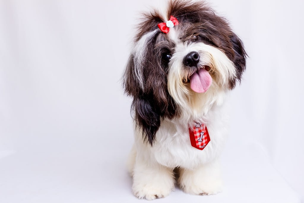 LovingYourDog