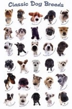 Welke hond zou jij zijn?
