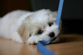 Help mijn puppy bijt in alles