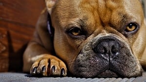 De neus van een hond
