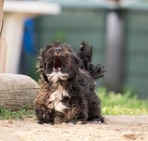 Blaffend hondje