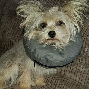 afbeelding rocky kruising pomeriaan/Yorkie