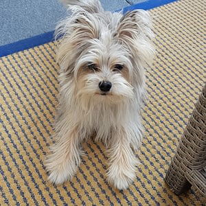 Rocky yorkshire/pomeriaan mix