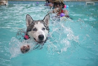 Hond afkoelen in water