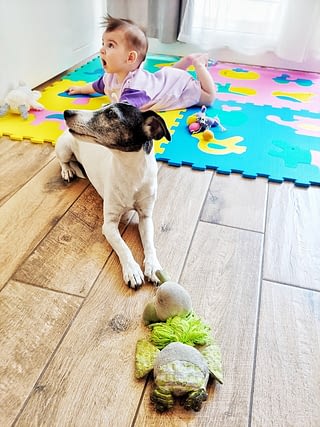 kindvriendelijk hond en baby