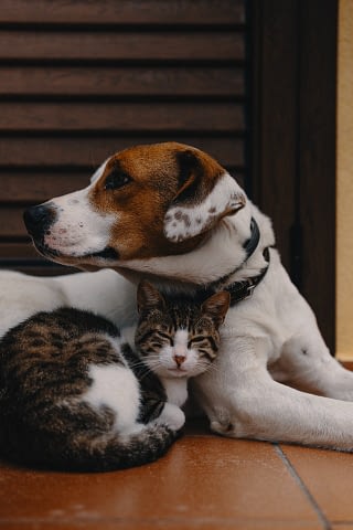 Hond en kat samen