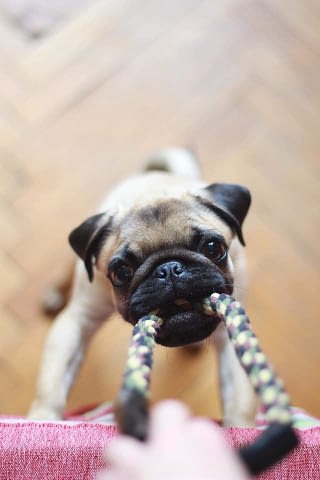spelen met je hond / puppy