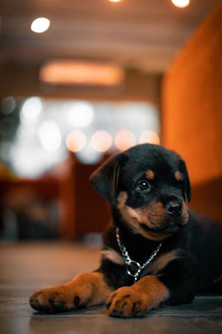 Rottweiler puppy hondenras en rasbeschrijving