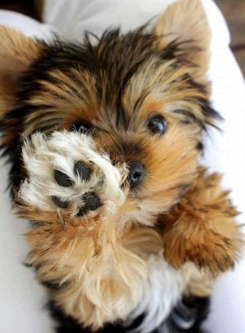 Yorkshire Terriër pup