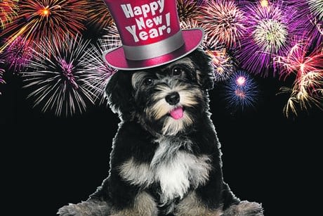 Oudejaarsavond en hond