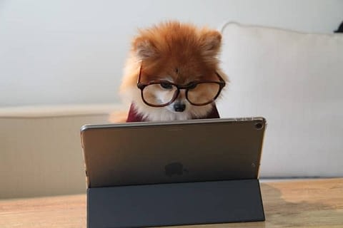 Online puppy cursus