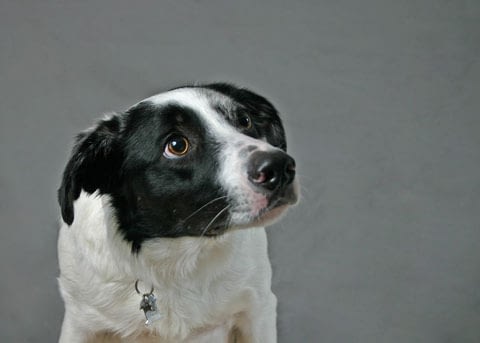 stress bij honden