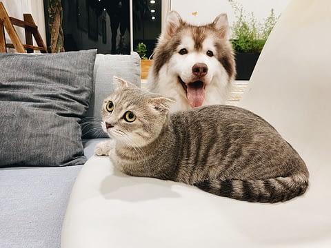 Hond en Kat