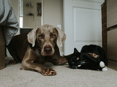Honden en katten samen