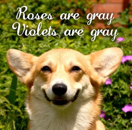 Grappige hond met rozen op achtergrond
