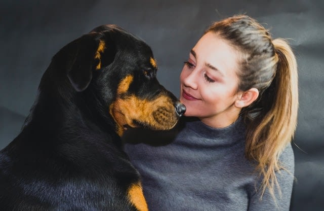 Rasbeschrijving van de Rottweiler