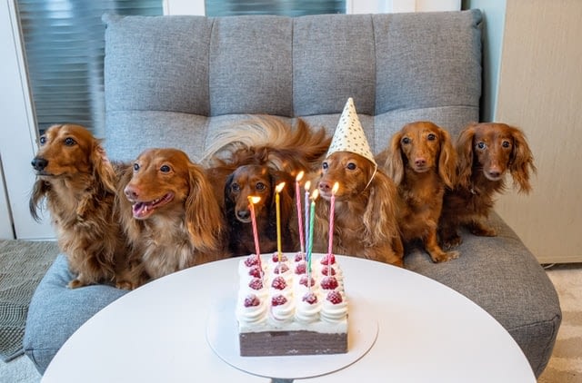 Honden verjaardag
