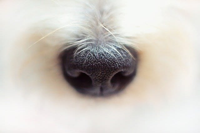 De neus van een Hond