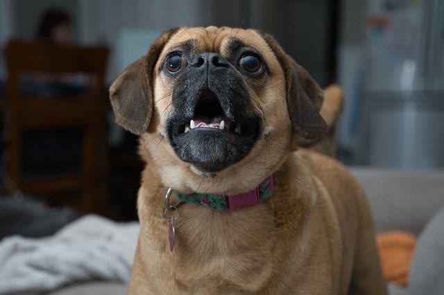 blaffend-hondje