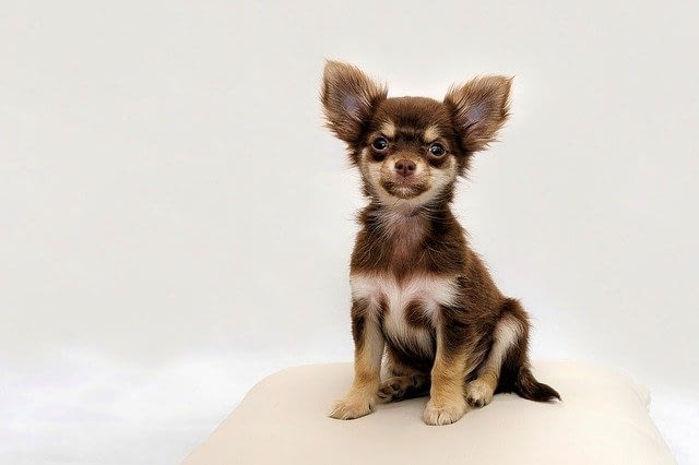 Hondenras Chihuahua