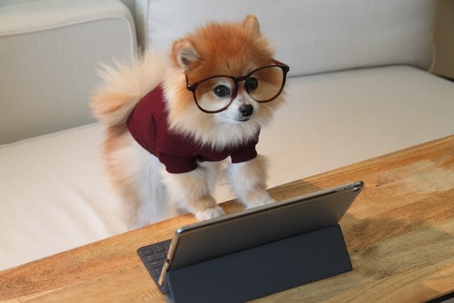 Hoe leert een hond