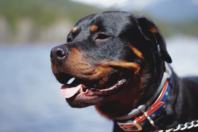 Hondenras Rottweiler
