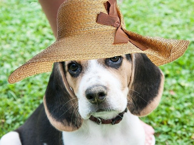 grappige Beagle foto