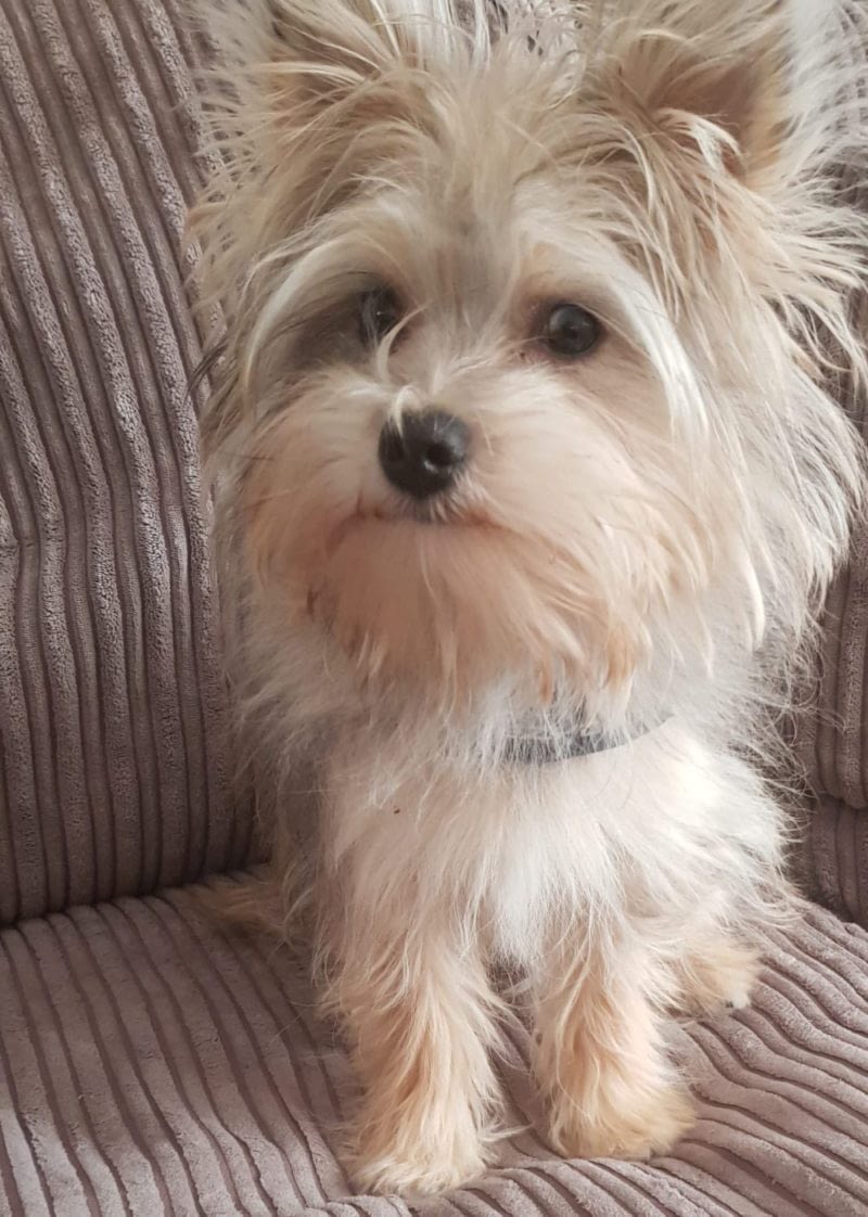 Rocky een pomeriaan/yorkie mix hondje